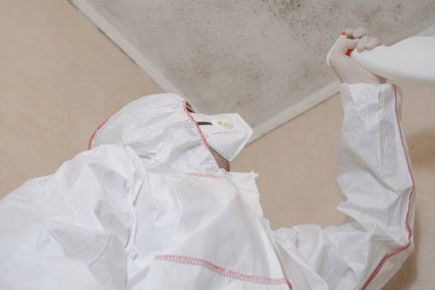 Cudahy, CA Mold Prevention & Removal  Company